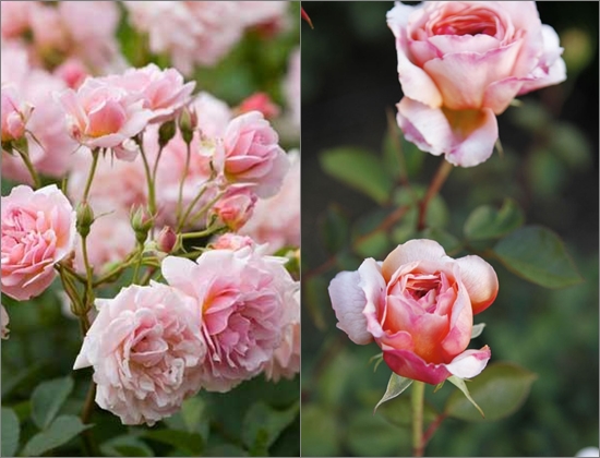 Como plantar rosas