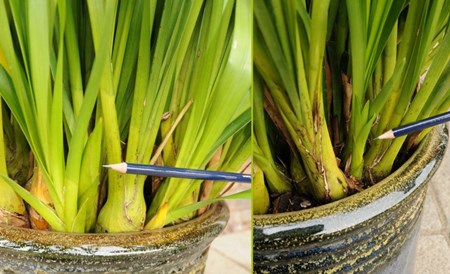 Divisão de orquídeas Divisão de orquídeas