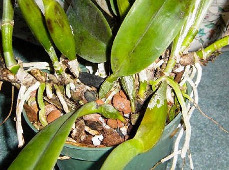 Como propagar uma orquídea: estacas
