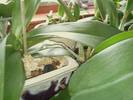 Como propagar uma orquídea: bebês
