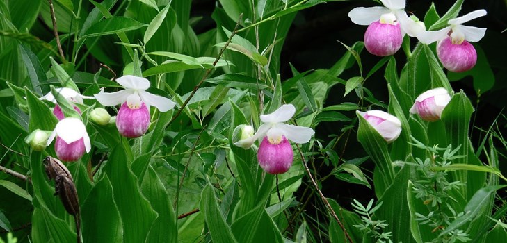 Como propagar uma orquídea Como propagar uma orquídea