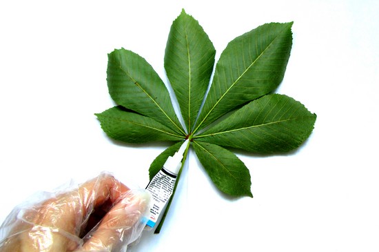 Aprendendo a fazer um herbário e um álbum para ele com as próprias mãos