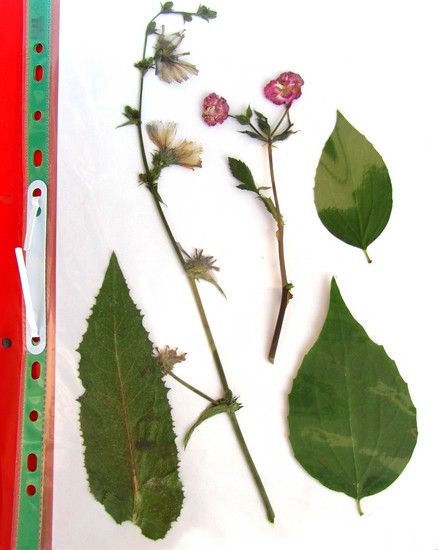 Aprendendo a fazer um herbário e um álbum para ele com as próprias mãos