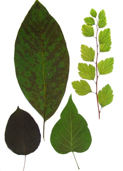 Aprendendo a fazer um herbário e um álbum para ele com as próprias mãos