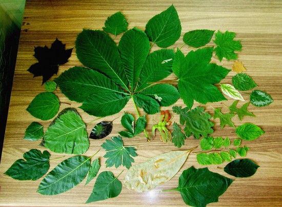 Como fazer um herbário com suas próprias mãos. Herbário para a Escola Júnior