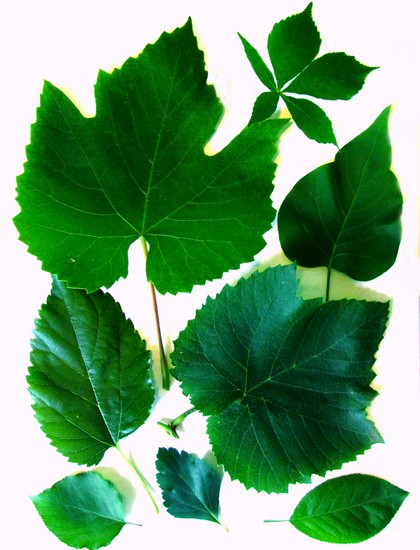 Aprendendo a fazer um herbário e um álbum para ele com as próprias mãos