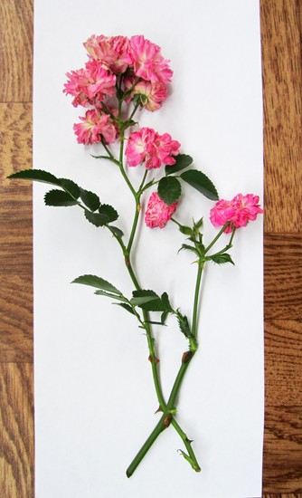 Aprendendo a fazer um herbário e um álbum para ele com as próprias mãos