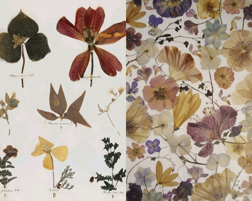 Como fazer e organizar um herbário de folhas