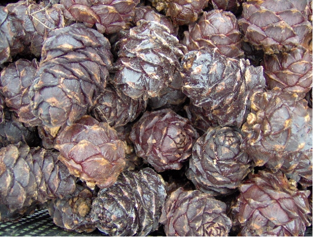 cones da floresta