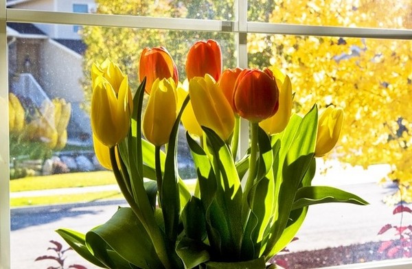 Tulipas na casa Tulipas na casa