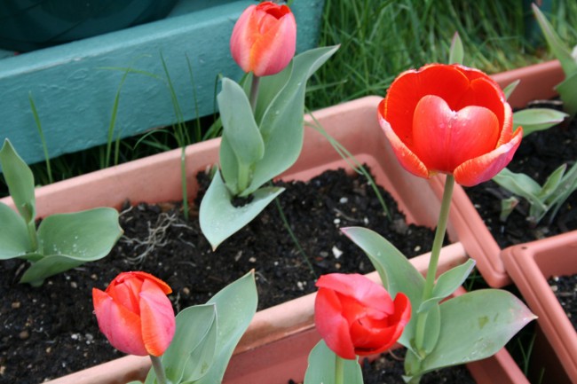 Tulipas na casa Tulipas na casa