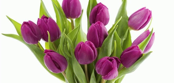 Tulipas na casa Tulipas na casa