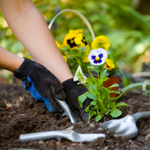 Como criar um jardim de flores