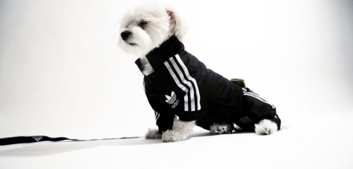 Lã quente para um cachorro