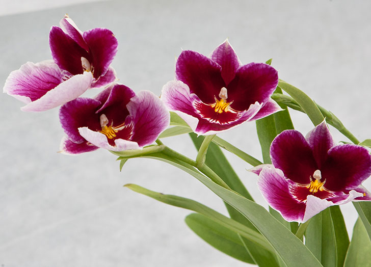 Após a floração, novos botões podem aparecer Após a floração, novos botões podem aparecer