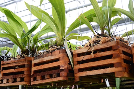 No pedúnculo da orquídea, há botões para dormir No pedúnculo da orquídea, há botões para dormir