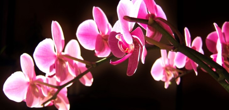 Orquídea: cuidado após a floração