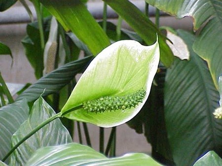 Cuide do espathiphyllum na casa Cuide do espathiphyllum na casa