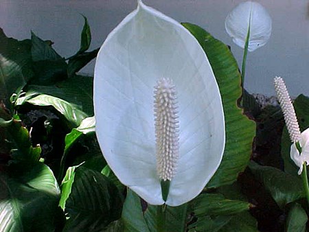 Spathiphyllum de transplante