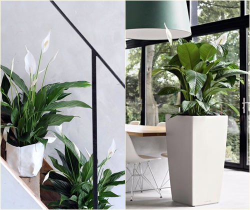 Doenças e tratamento de spathiphyllum