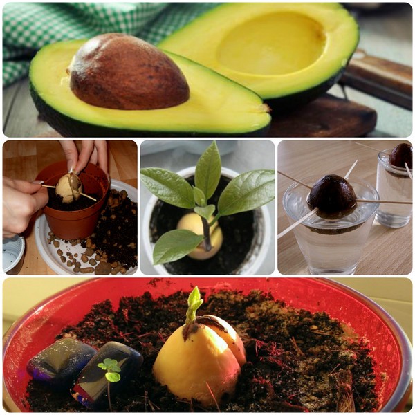 Como cultivar abacate de uma pedra