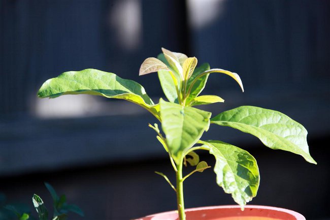 Como cultivar abacate de uma pedra
