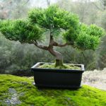 Como cultivar um bonsai Como cultivar um bonsai