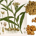 Como cultivar gengibre Como cultivar gengibre