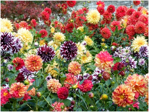 muitas cores