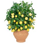 Como cultivar um limão em casa? Como cultivar um limão em casa?