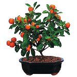 Como cultivar uma mandarina de um osso Como cultivar uma mandarina de um osso