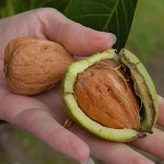 Como cultivar uma noz Como cultivar uma noz