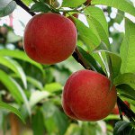 Como cultivar um pêssego de uma pedra Como cultivar um pêssego de uma pedra
