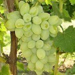 Como cultivar uvas Como cultivar uvas