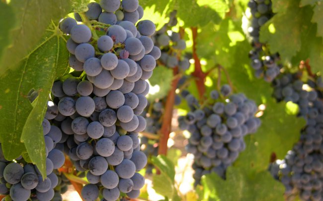 Como cultivar uvas