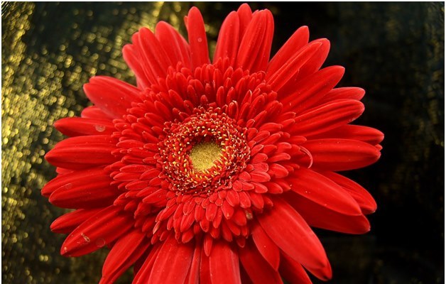 Como cultivar uma gerbera saudável em seu jardim