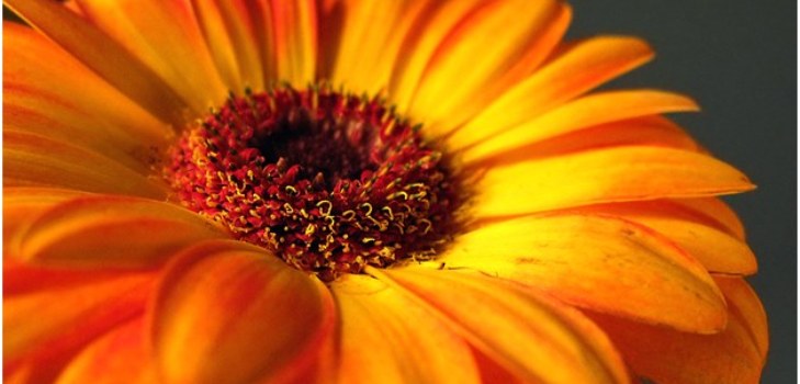 bonita gerbera