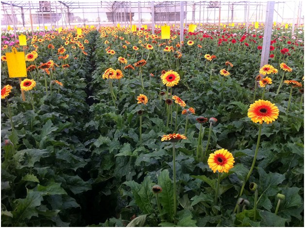 plantação de gerberas