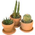 Cactos e cuidado com eles Cactos e cuidado com eles