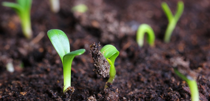 Que tipo de mudas quando plantadas?