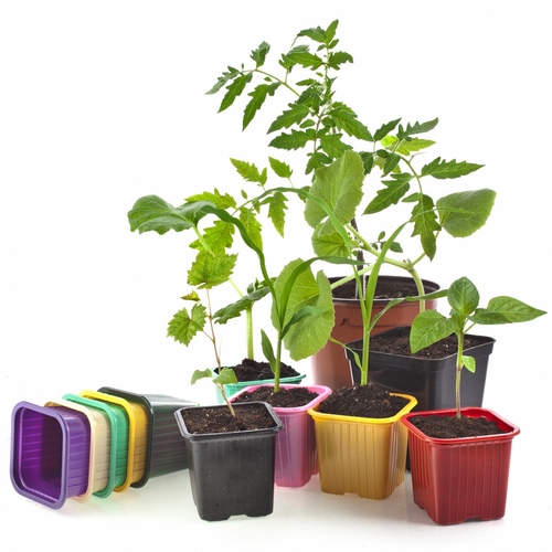 Que tipo de mudas quando plantadas?