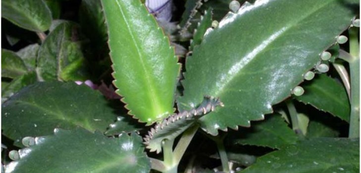 Planta de Kalanchoe