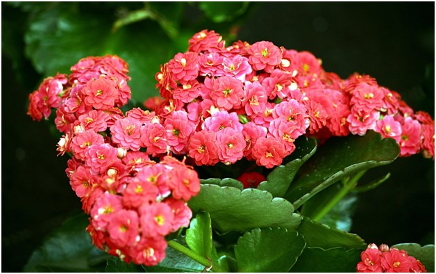 Flor de Kalanchoe