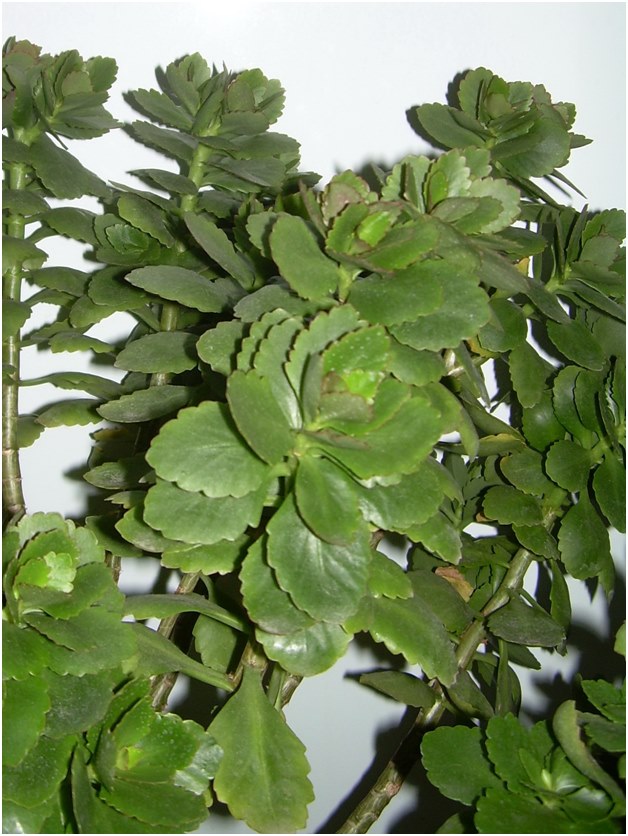 aparas de Kalanchoe