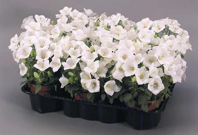 Cuidando o Campanula