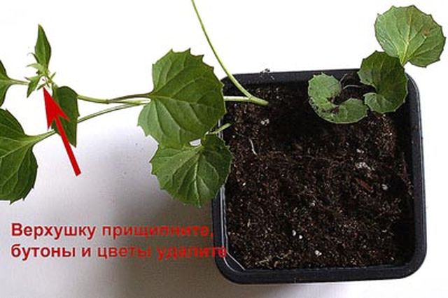 Cuidando o Campanula