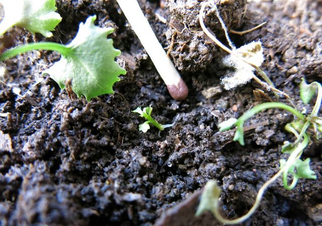 Cuidando o Campanula