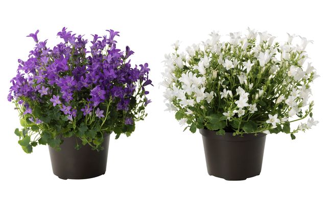 Cuidando o Campanula