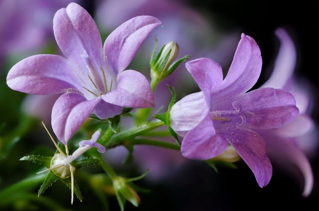 Cuidando o Campanula