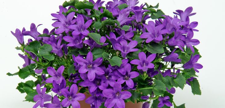 Cuidando o Campanula